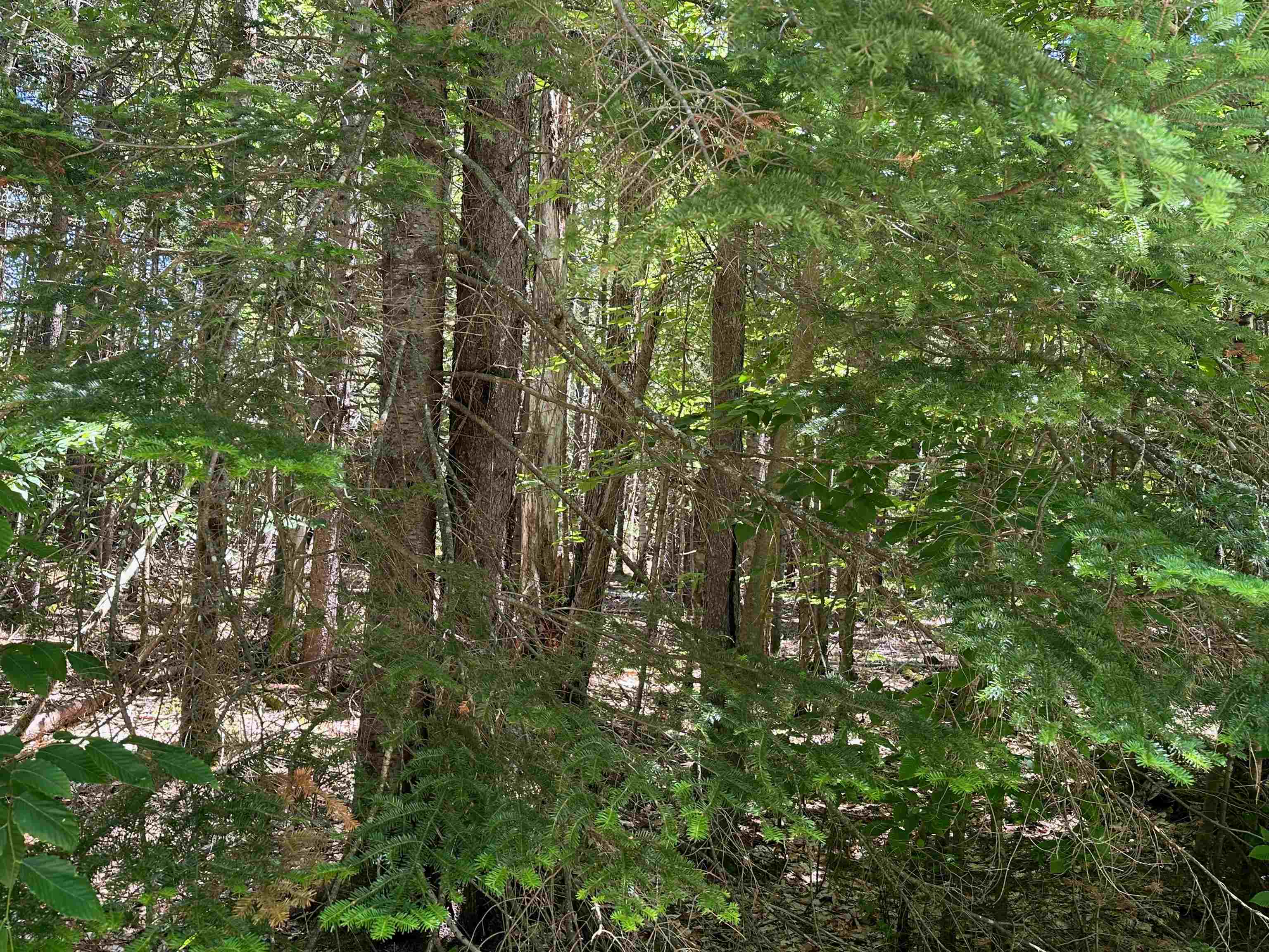 57 Antler Loop West Dover, VT 05356 - Photo 8 of 12