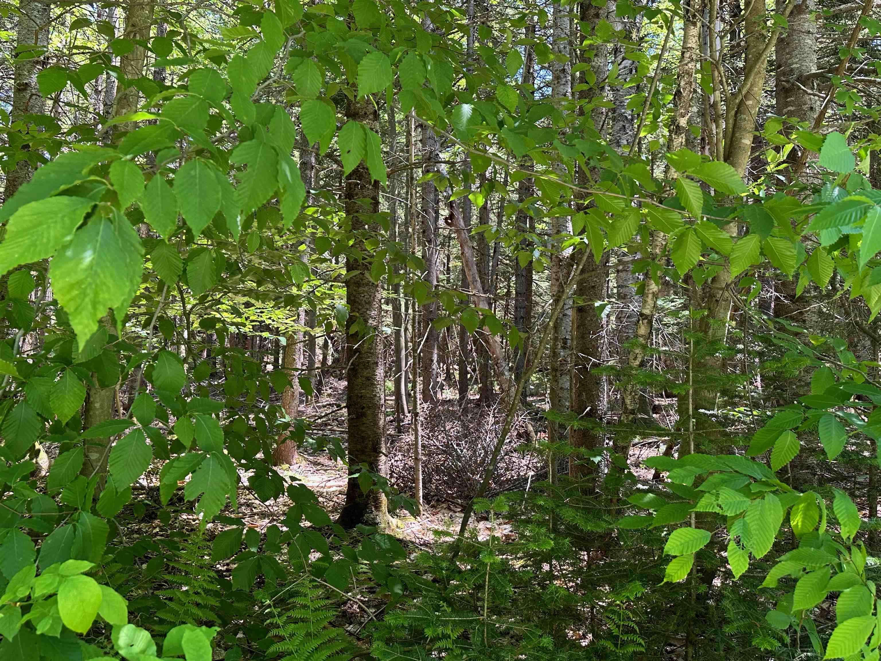 57 Antler Loop West Dover, VT 05356 - Photo 9 of 12