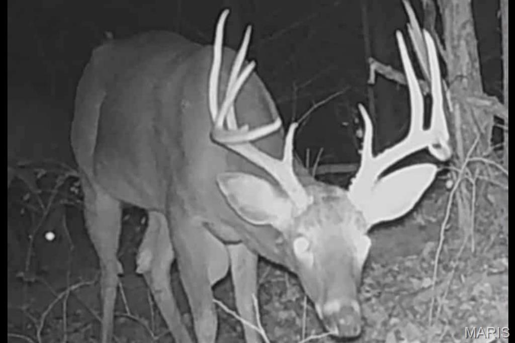 12980 Canyon Road Dixon, MO 65459 - Photo 86 of 99