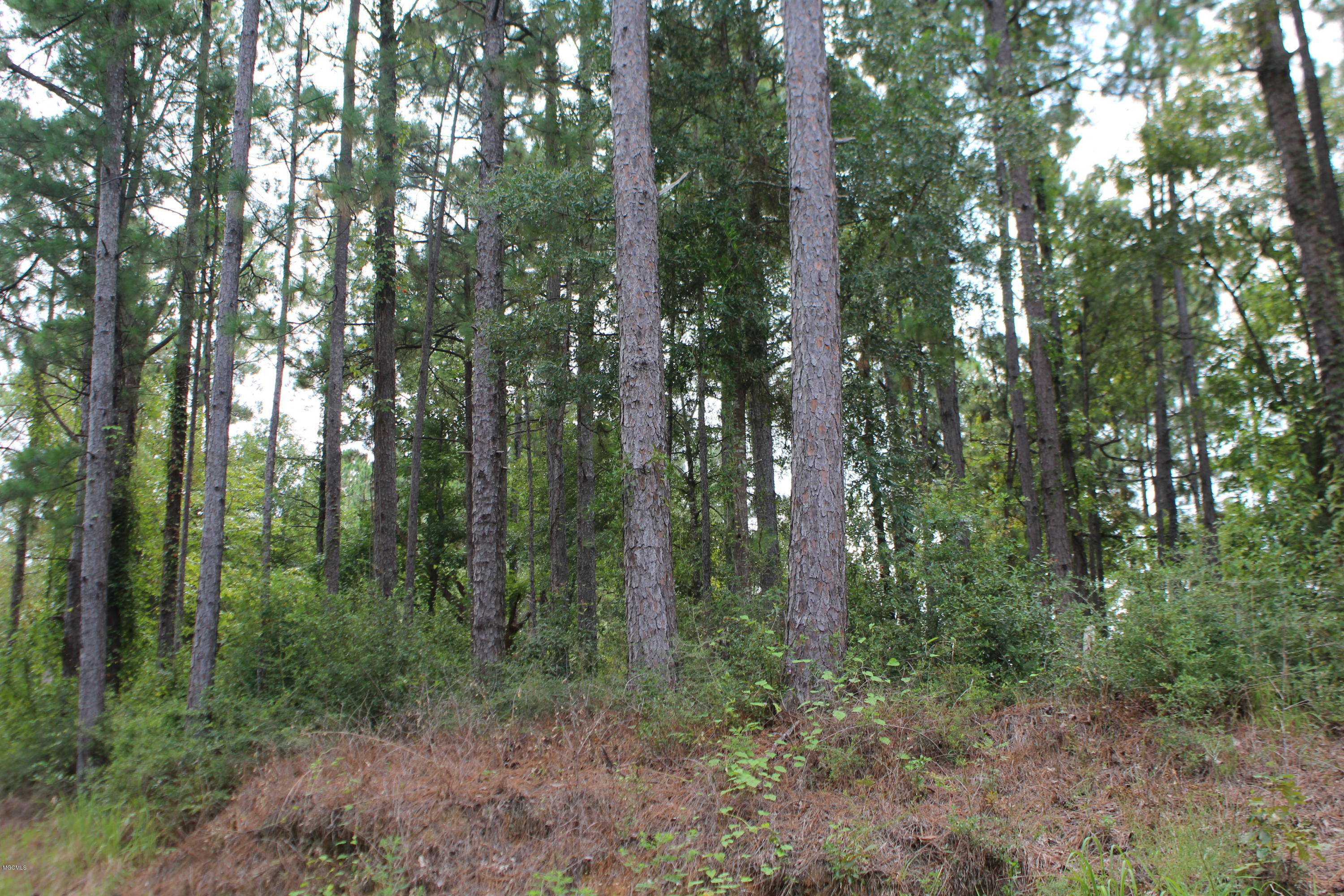 1.39-acres Inland Beach Road Lucedale, MS 39452 - Photo 2 of 11 IMG_4363