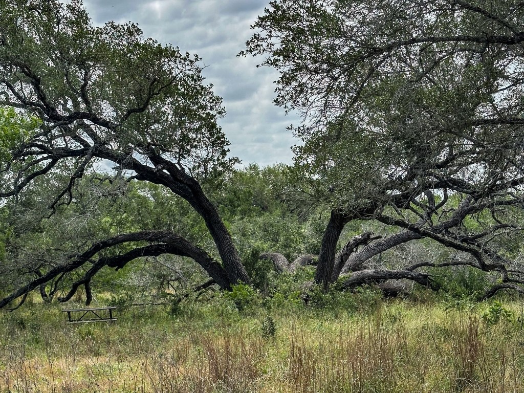 502 Robertson Road Smiley, TX 78159 - Photo 7 of 27 a backyard of a house with lots of green space