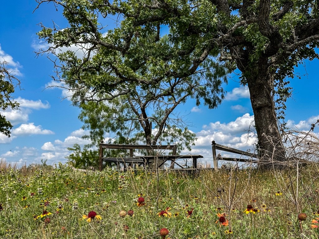 502 Robertson Road Smiley, TX 78159 - Photo 8 of 27 a view of a garden with a tree