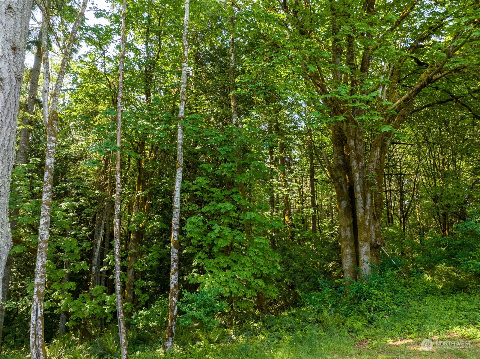 273 Curtis Hill Road Chehalis, WA 98532 - Photo 8 of 23 a view of a forest with a tree