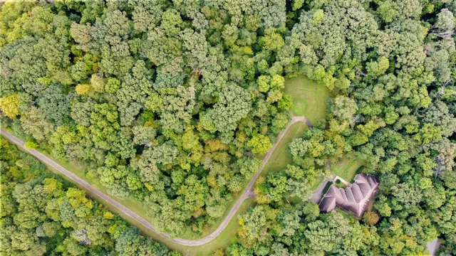 a backyard with a tree