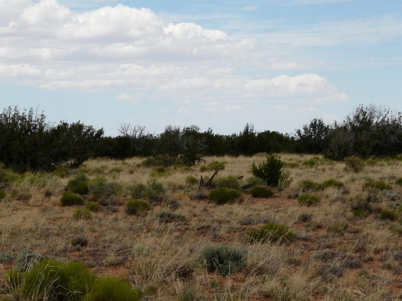 Lot 266 Chevlon Canyon Ranch Heber, AZ 85928 - Photo 2 of 12
