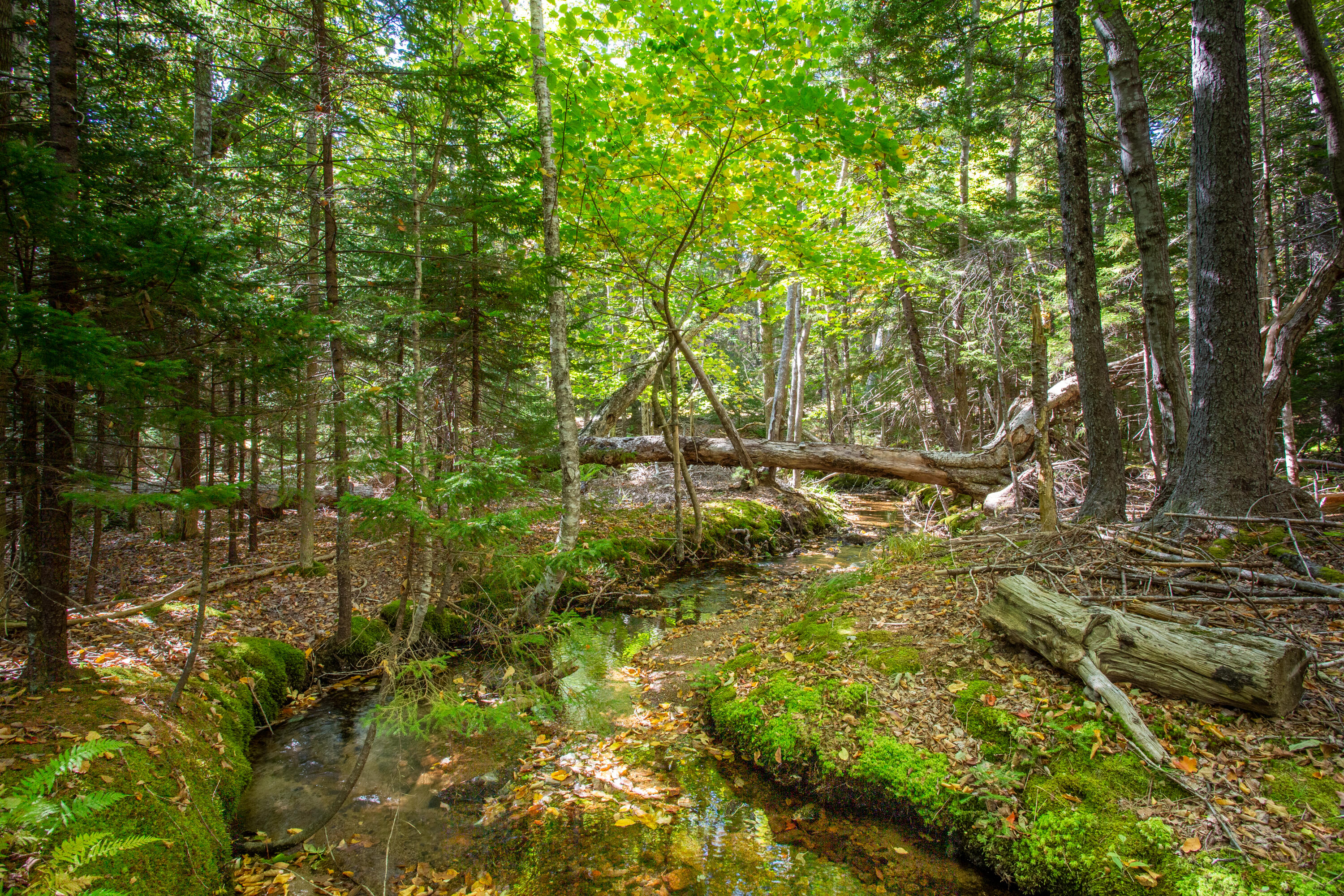 42 Jordan Pond Road Mount Desert, ME 04675 - Photo 4 of 24 26-42JordanPondRd-SealHarbor-KS