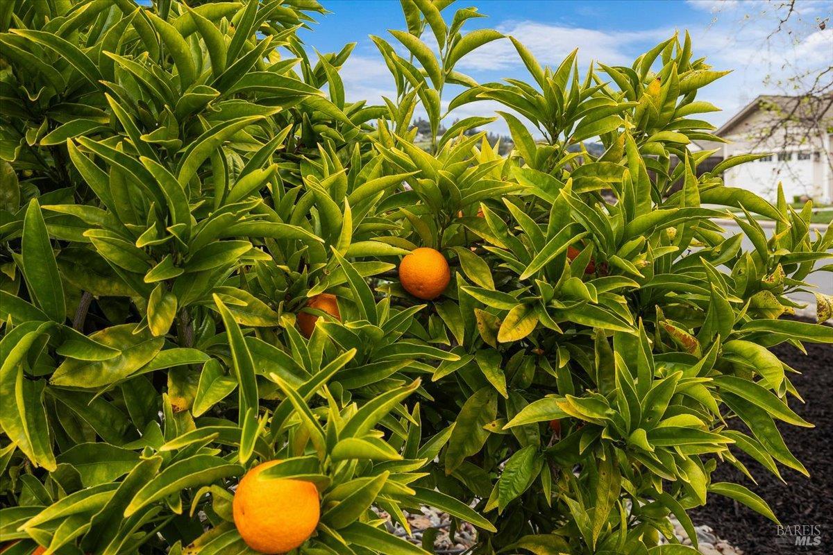 77 Chelsea Drive Santa Rosa, CA 95403 - Photo 53 of 53