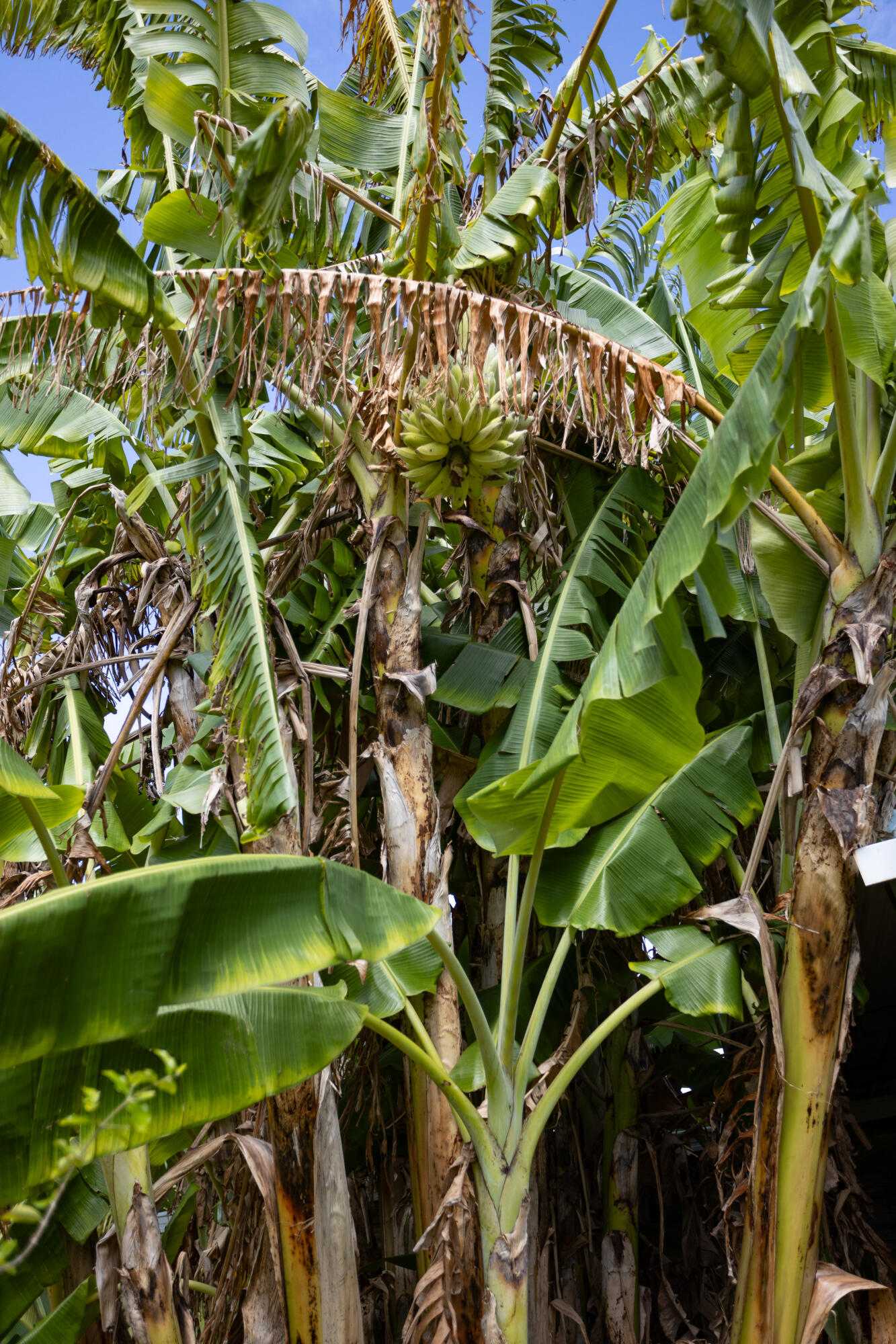 1280 Corey Road Malabar, FL 32950 - Photo 40 of 56 a close up of a plant in a garden