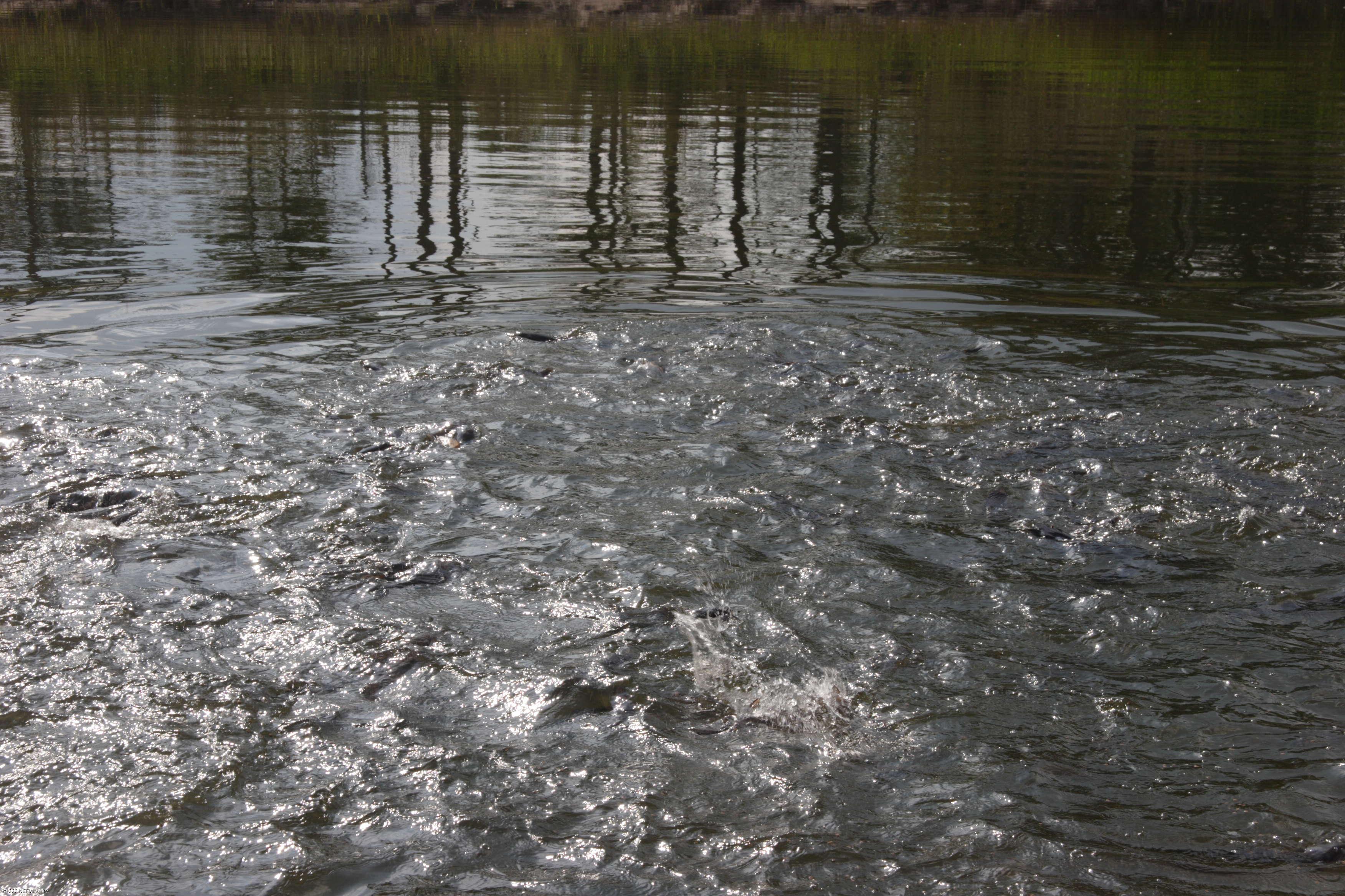 43363 Ellis Avenue Callahan, FL 32011 - Photo 15 of 31 Stocked Pond