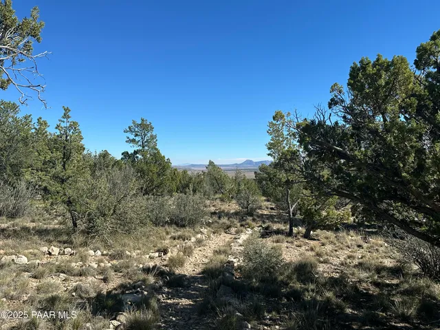 a view of a forest with a tree in the background