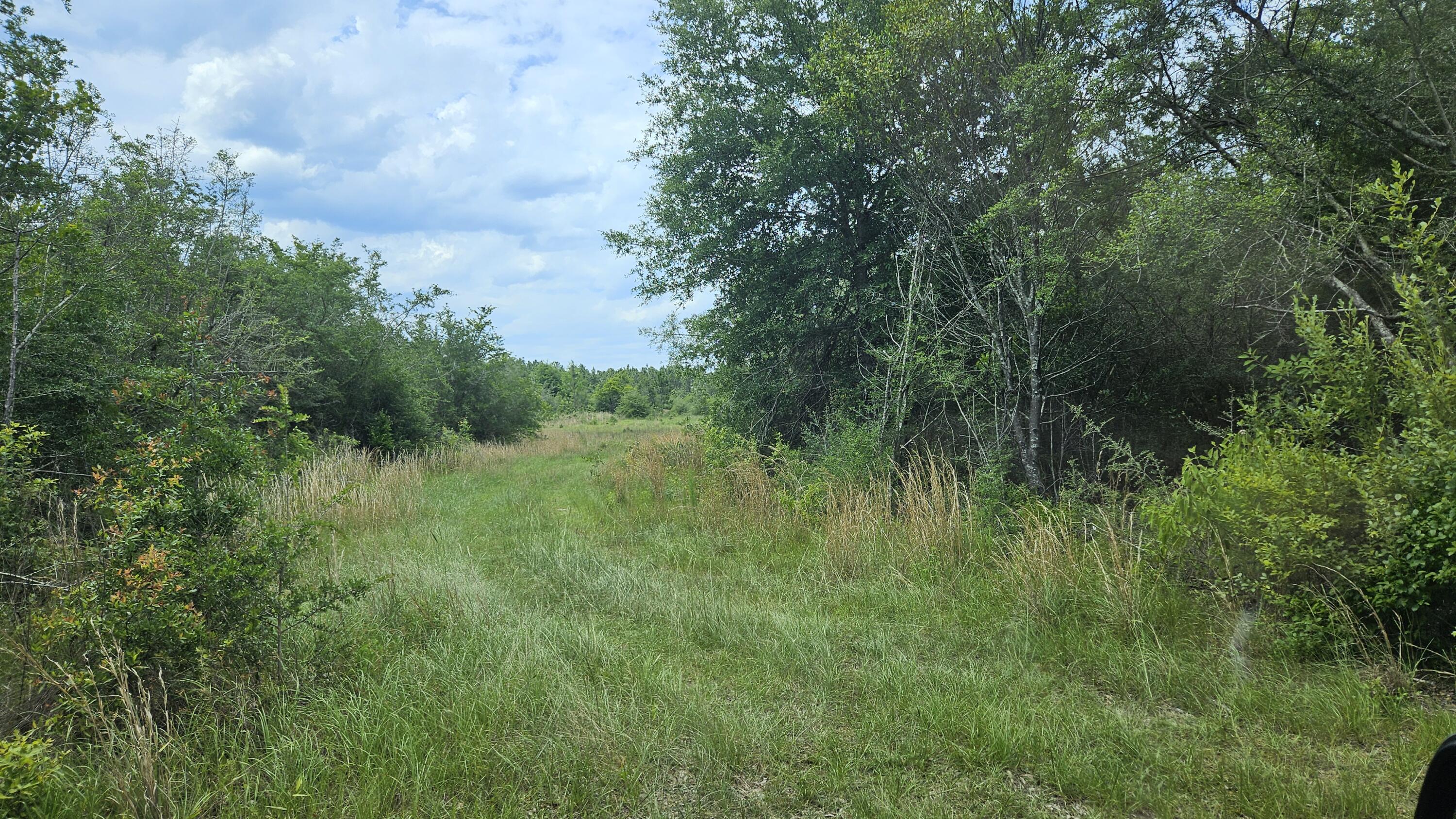 24.66-ac Currie Road, Unit PARCEL F Crestview, FL 32536 - Photo 17 of 32 20240531_140335