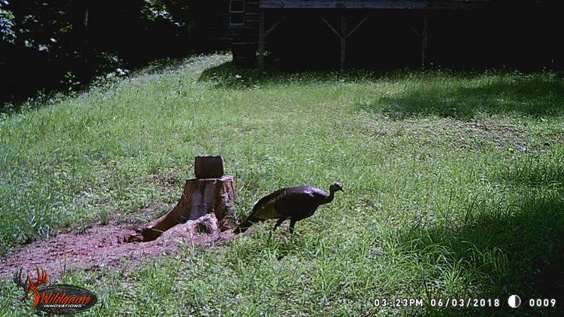 607 Dryhill Road Ferrum, VA 24088 - Photo 23 of 27 a backyard of a house with a yard and outdoor seating