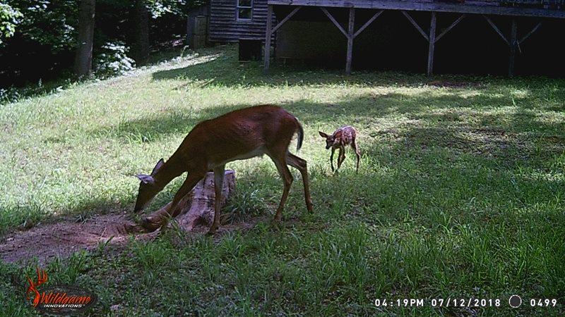 607 Dryhill Road Ferrum, VA 24088 - Photo 25 of 27 a backyard of a house with lots of green space and fountain