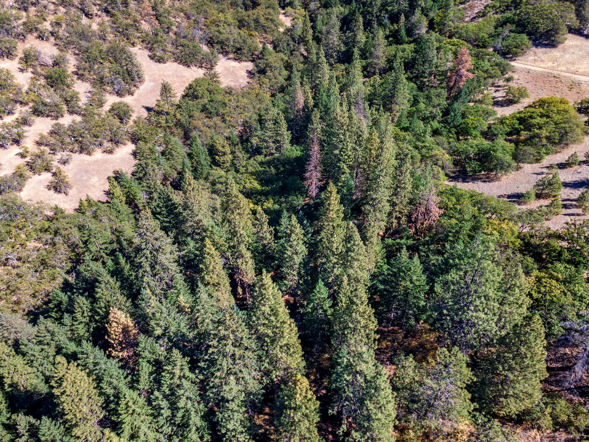 0 Colestin Road Ashland, OR 97520 - Photo 9 of 13 DJI_0912