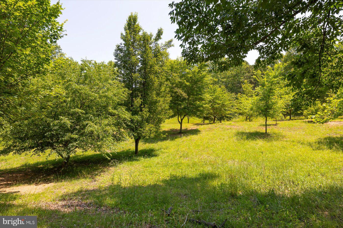 Peach Grove Road Louisa, VA 23093 - Photo 4 of 26