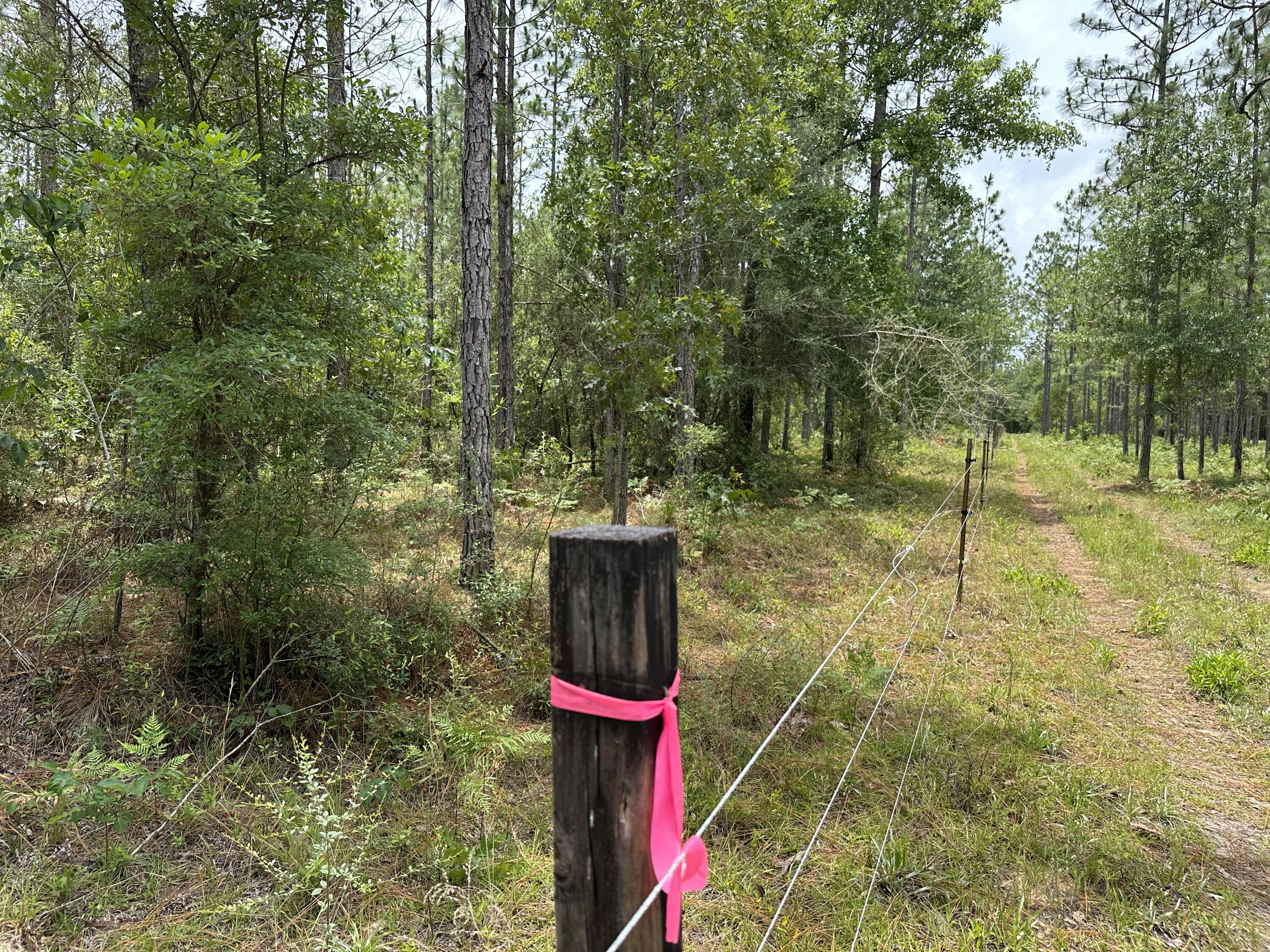 Parcel E Parcel E Wildlife Road Holt, FL 32564 - Photo 1 of 6 IMG_1219