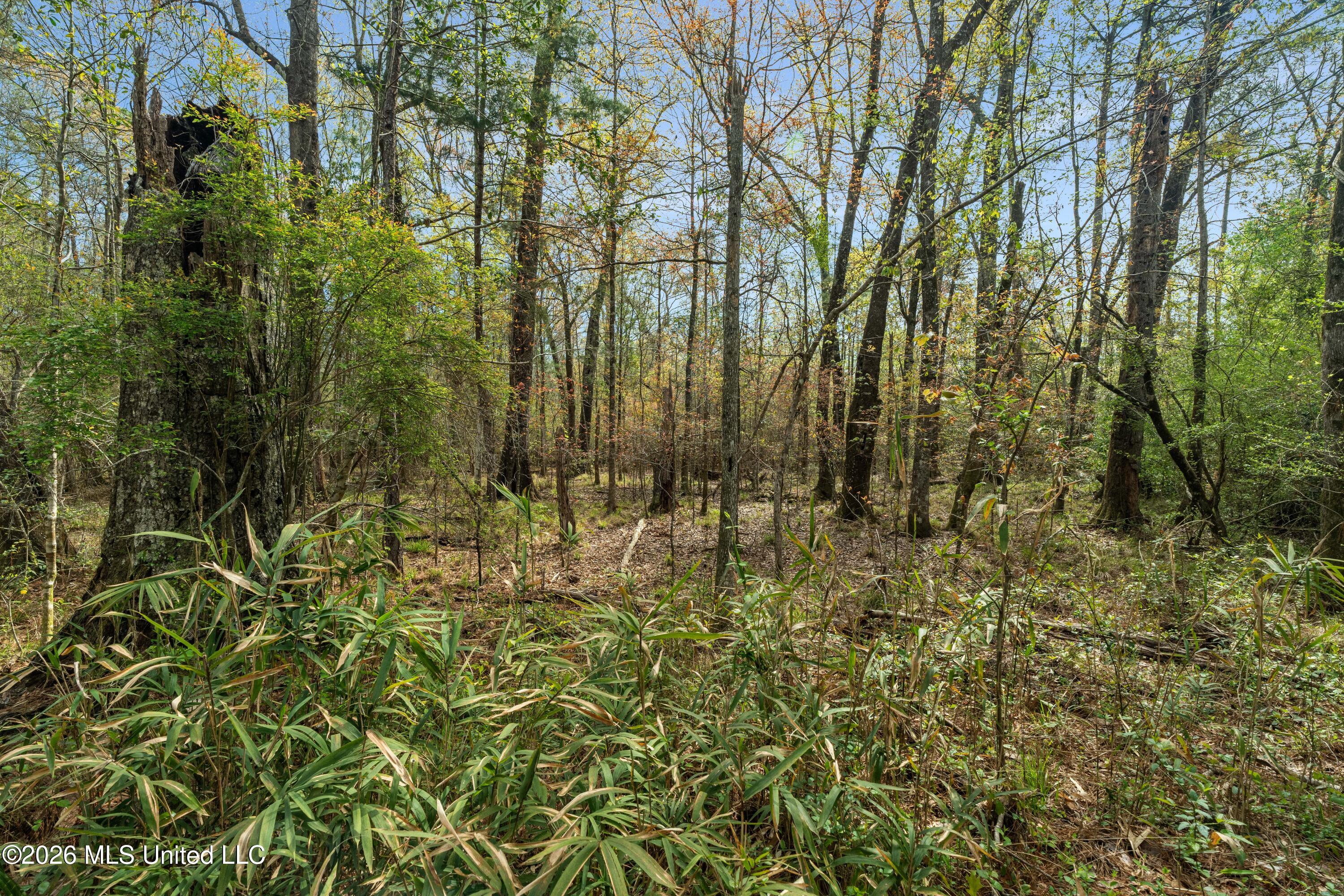 9460 Janice-Brooklyn Road Brooklyn, MS 39425 - Photo 6 of 26 9460_F_S_301-6