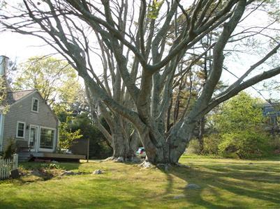 Undisclosed Address Falmouth, MA 02540 - Photo 3 of 13 a view of a house with a yard