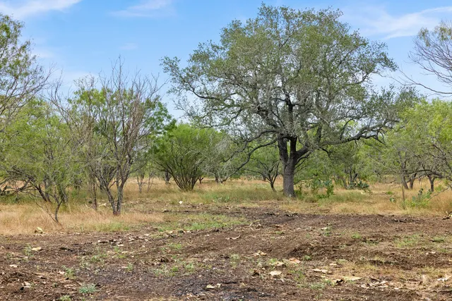 a view of backyard with tree