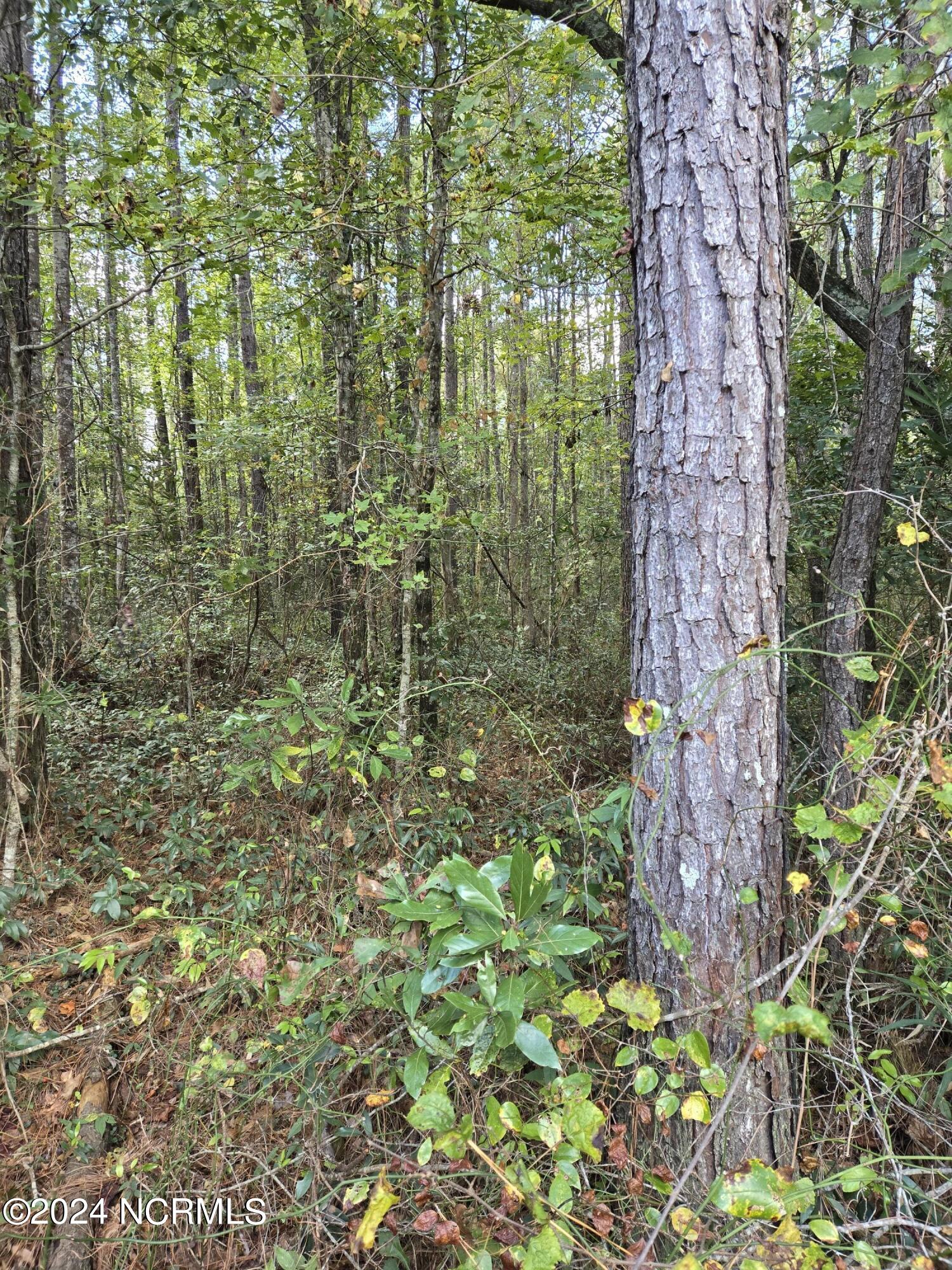 3347 Mt Misery Road Northeast Leland, NC 28451 - Photo 8 of 14 inside tree line