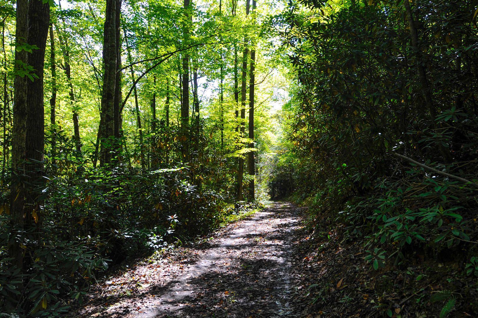 Mill Creek Road Pigeon Forge, TN 37862 - Photo 6 of 11 Access Road at both ends