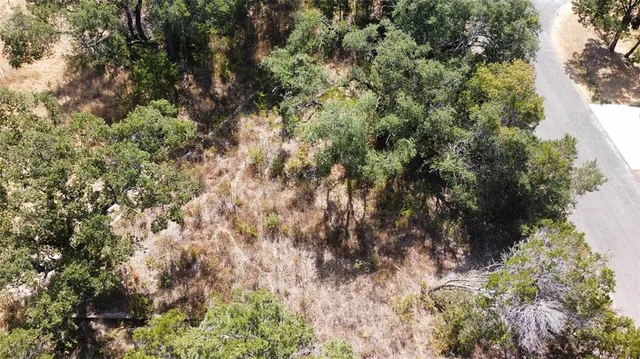 a view of a forest with a tree