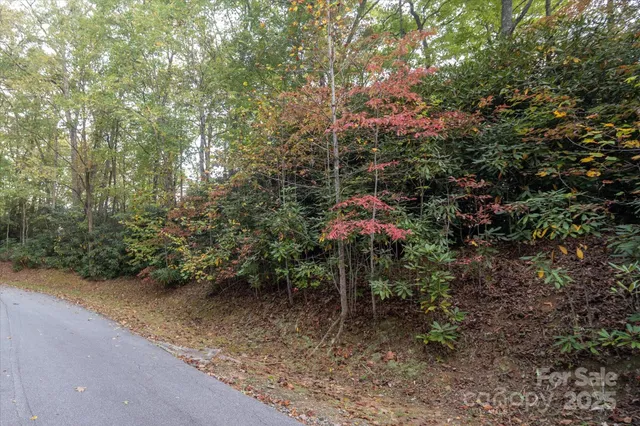 a view of a forest with trees and bushes