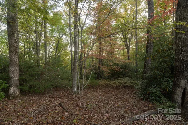 a view of a forest with trees in the background