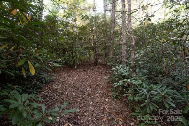 a view of a forest with lots of trees