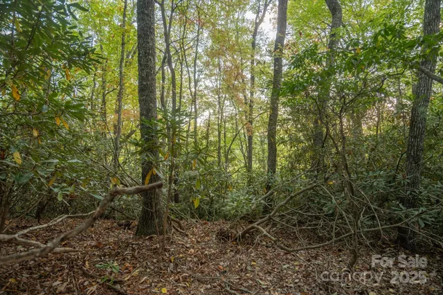 a view of a forest with lots of trees