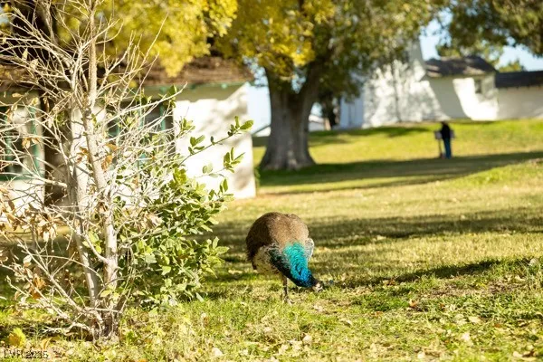 $650,000 | 8917 Loggers Mill Avenue, Las Vegas, NV 89143