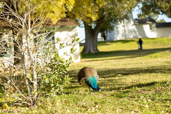 8917 Loggers Mill Avenue Las Vegas, NV 89143 - Photo 50 of 52
