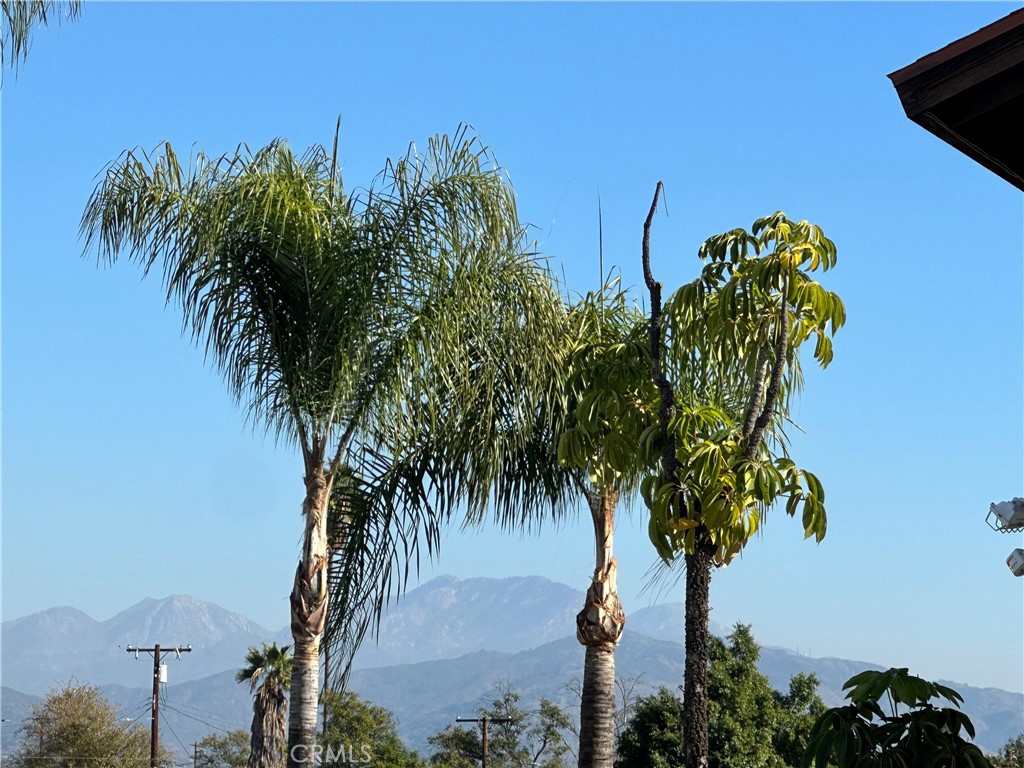 700 West 2nd Street, Unit 3 Azusa, CA 91702 - Photo 17 of 17 a plant that is in front of a blue house