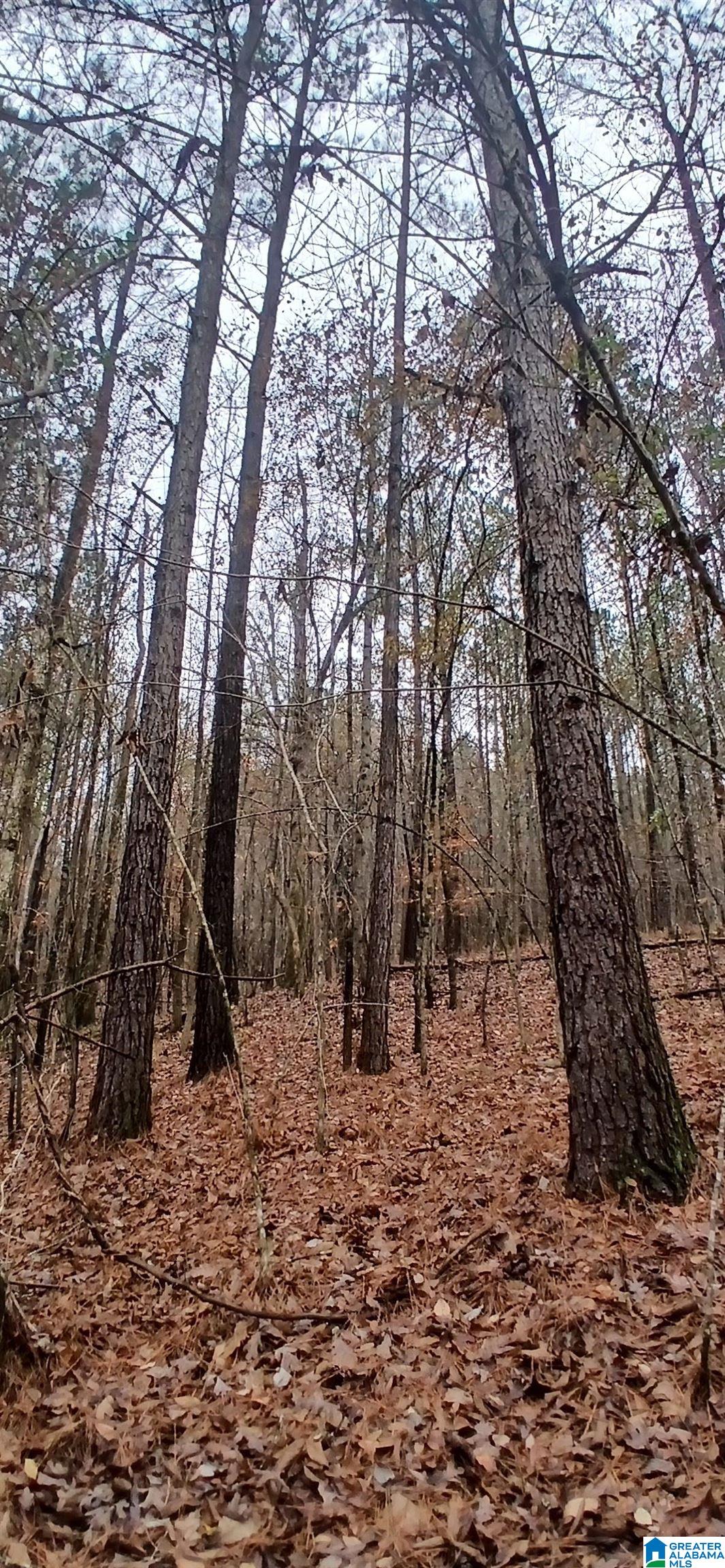 0 Venable Road Trussville, AL 35173 - Photo 9 of 15