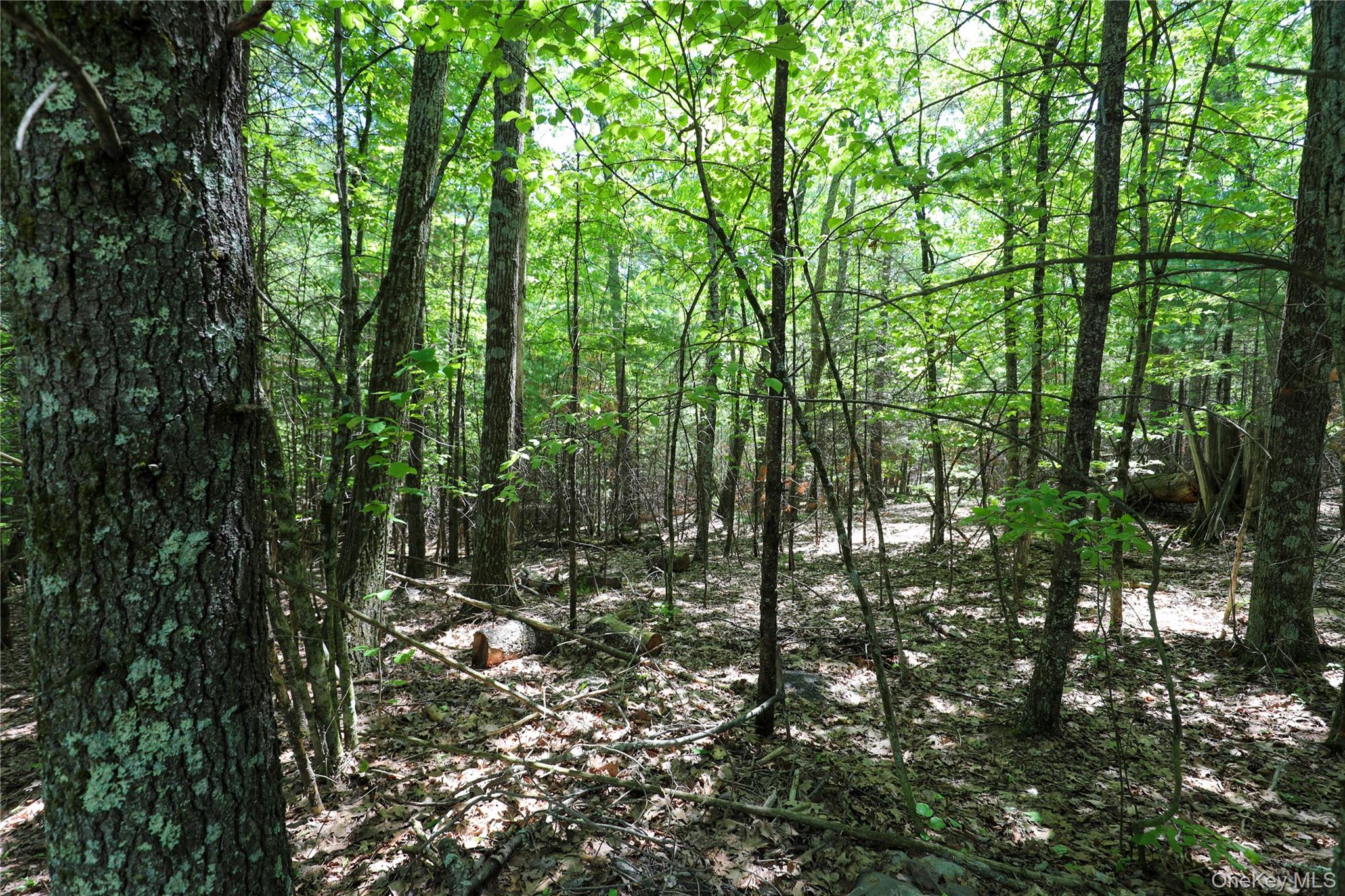 Tbd Bristol Hill Road Hurley, NY 12443 - Photo 12 of 17 a view of forest