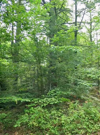 $45,000 | 0 Irene Street, Chicopee, MA 01013