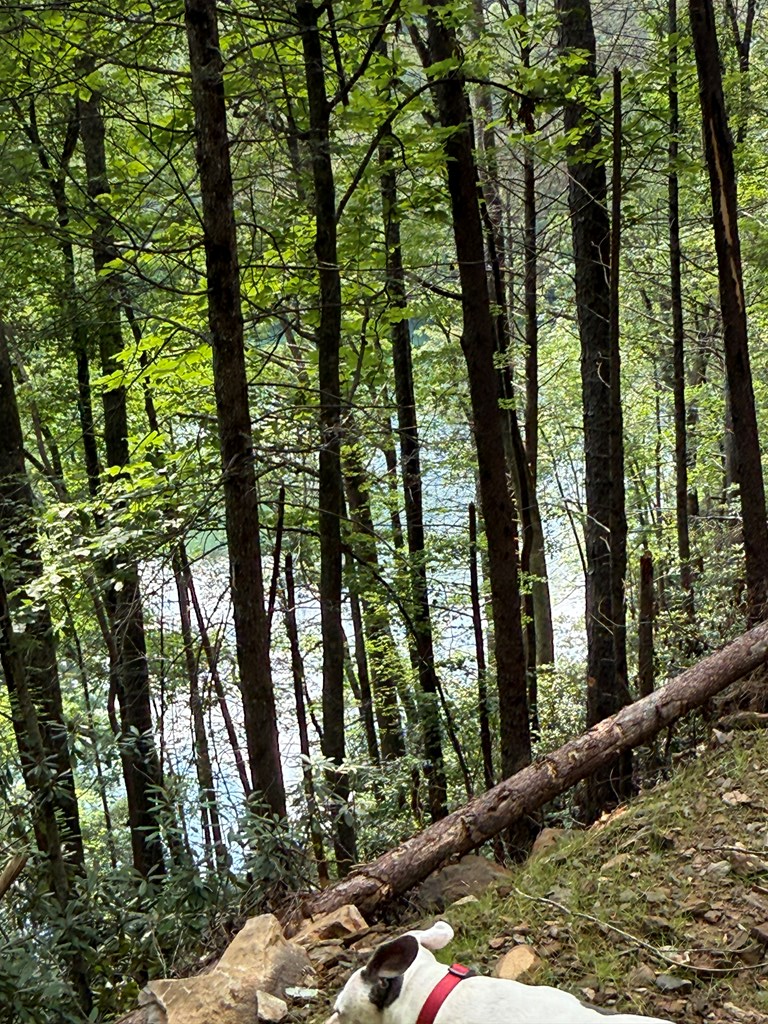 0 Berry Patch Road Murphy, NC 28906 - Photo 3 of 6