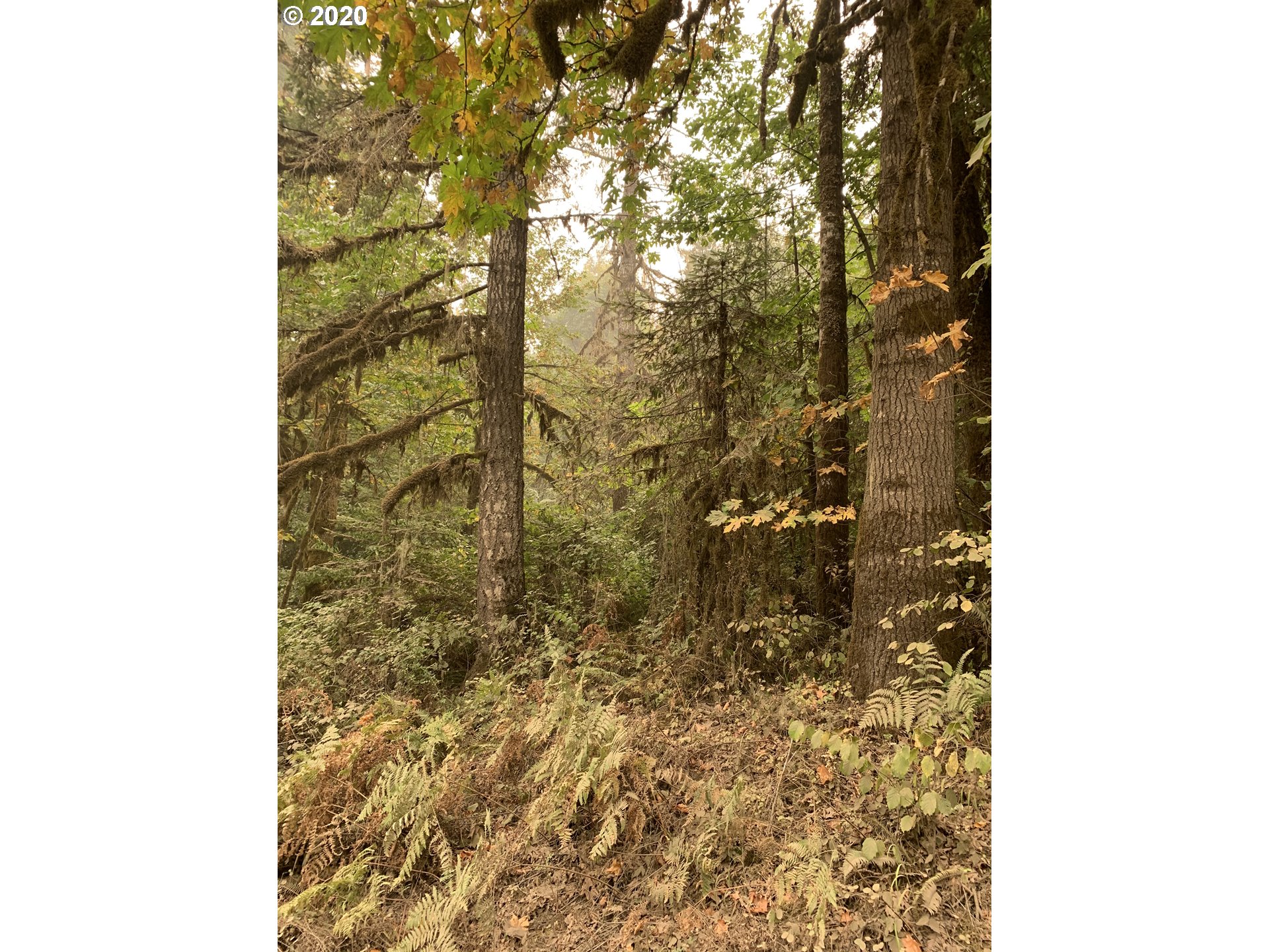 0 Thomson Mill Road Sheridan, OR 97378 - Photo 3 of 15