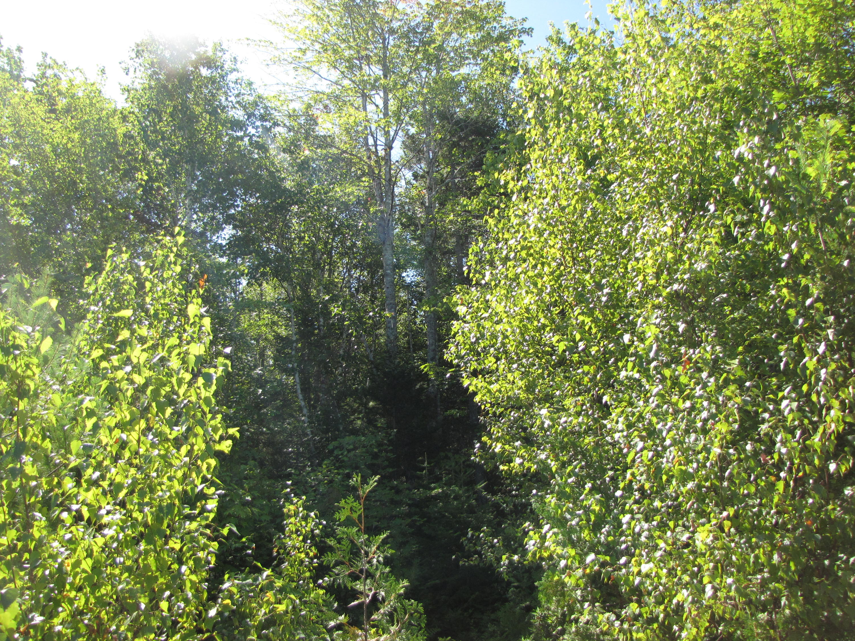 03 Plan Cherryfield, ME 04622 - Photo 18 of 36 IMG_0444