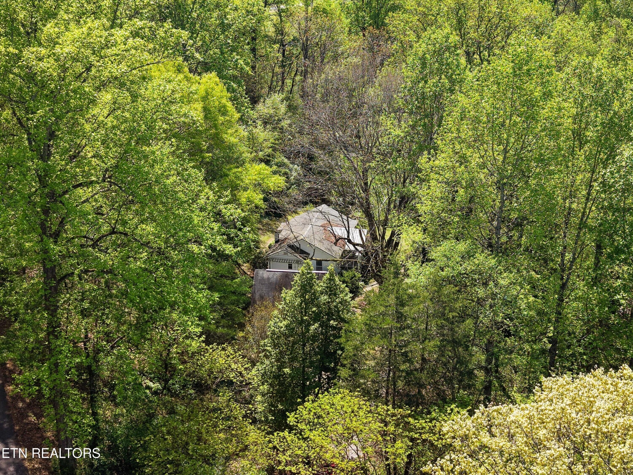 315 Laurel Hollow Road Clinton, TN 37716 - Photo 35 of 40 a view of a lush green forest