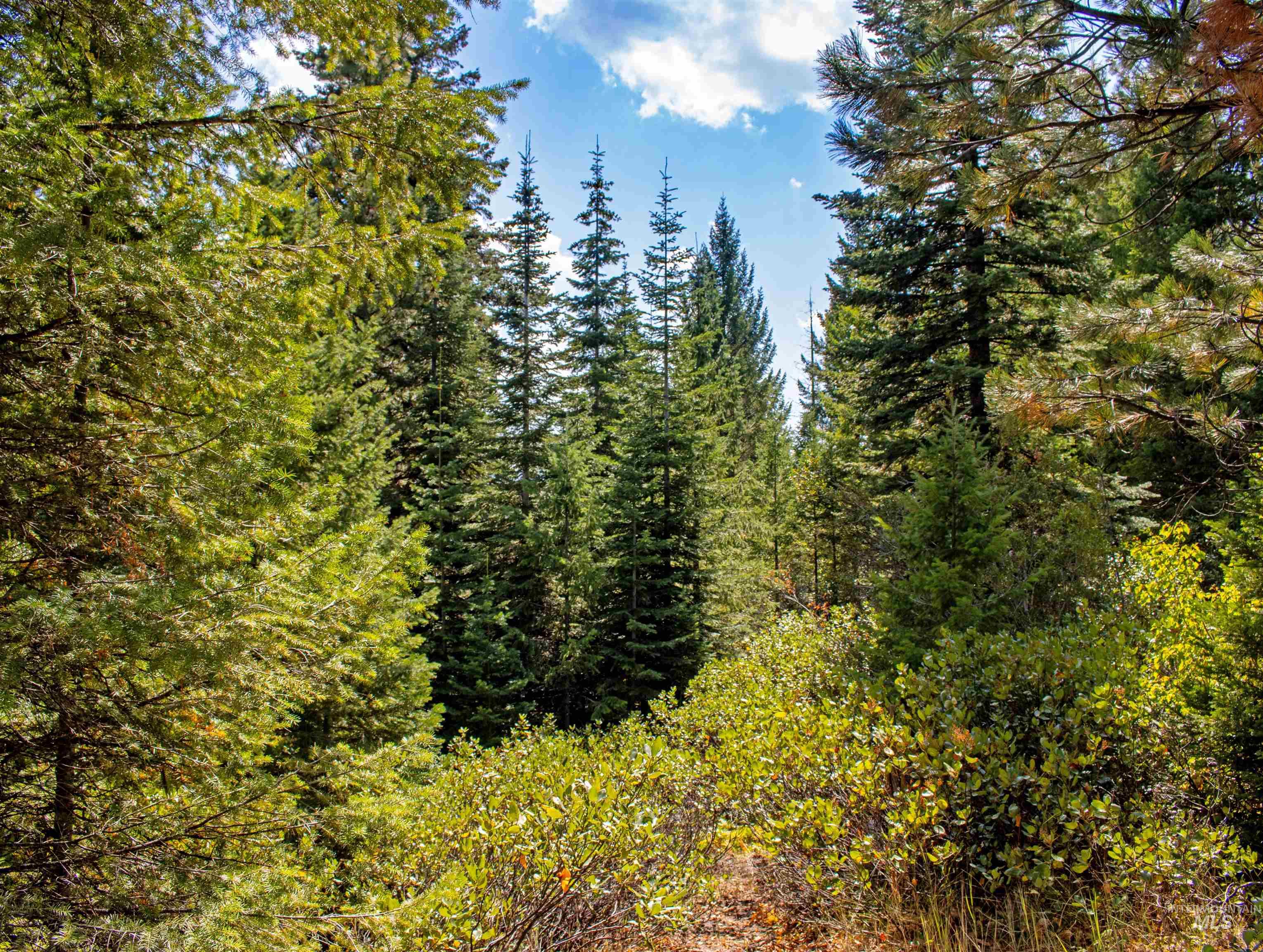 1 High Valley Road Cascade, ID 83611 - Photo 12 of 13 View of wooded area