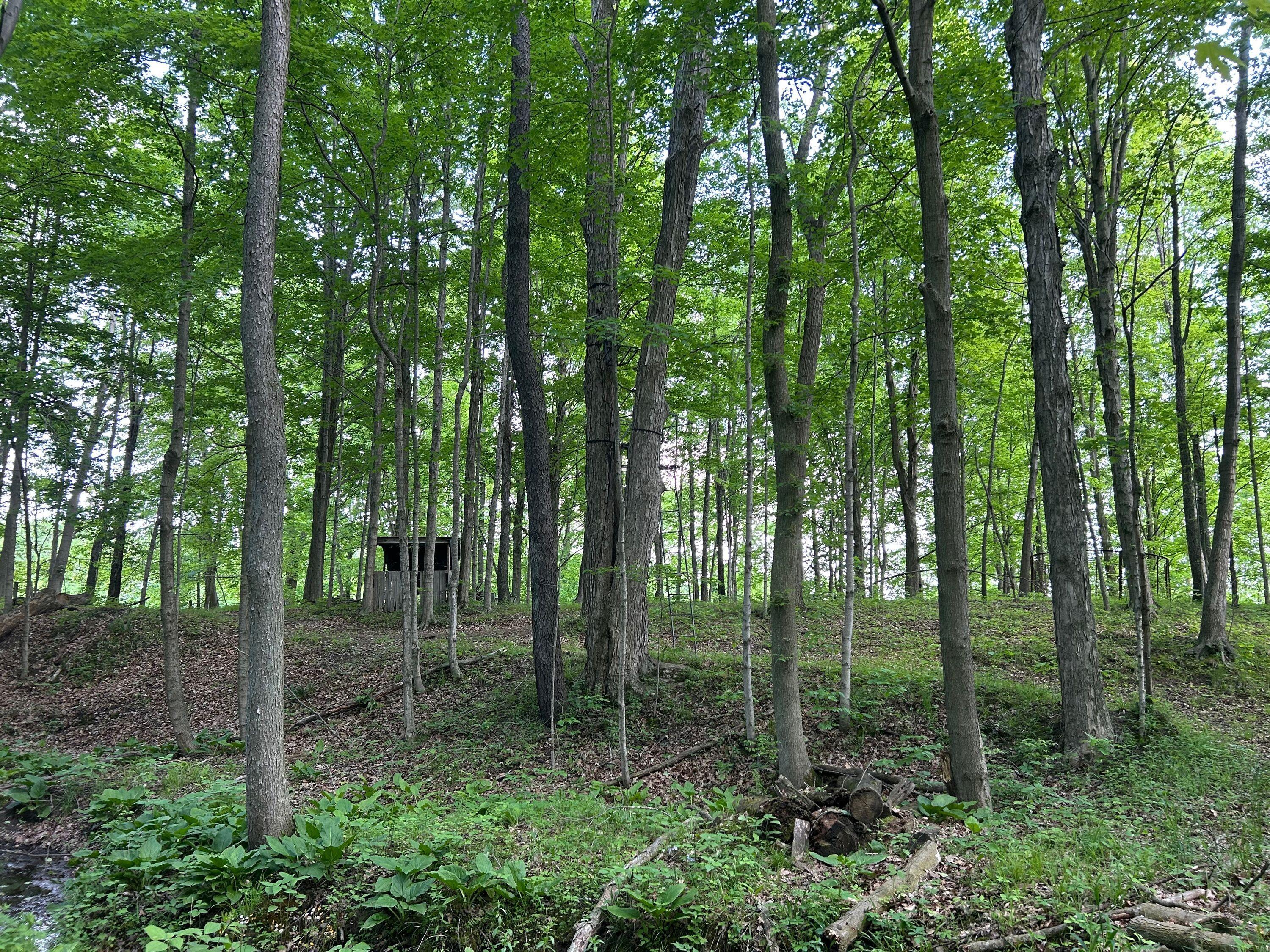 15300 Rome Road Manitou Beach, MI 49253 - Photo 14 of 59 IMG_2947