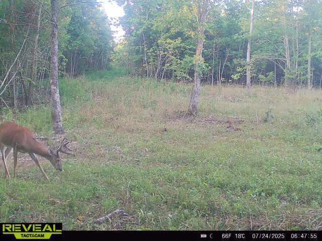 0 County Rd FF-459 Birch Tree, MO 65438 - Photo 15 of 55 864049050029984-100-2-07242025064754-W10