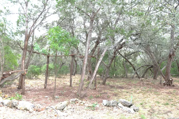 a view of a yard with tree s
