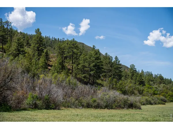 a view of a flower in a garden