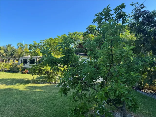 a view of a garden with a tree