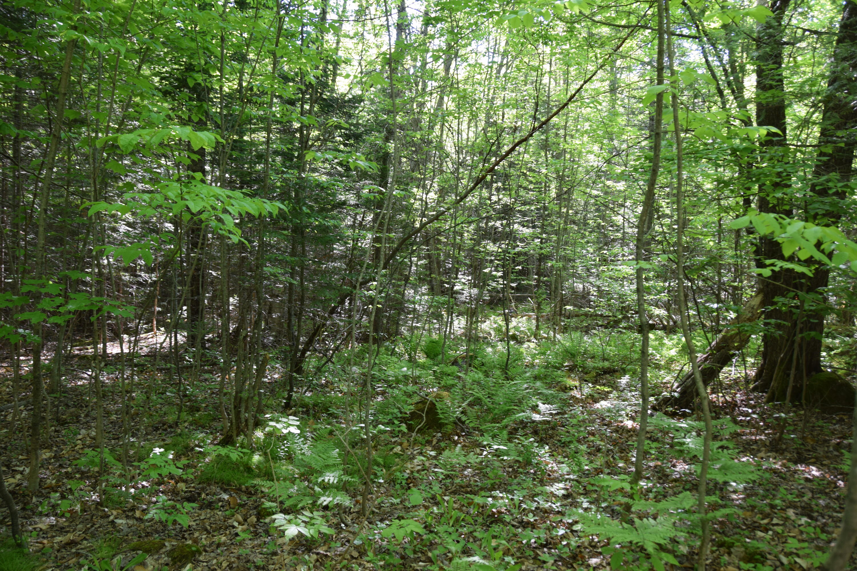 M10-l6-1 Hancock Pond Road New Portland, ME 04961 - Photo 7 of 30 DSC_0003