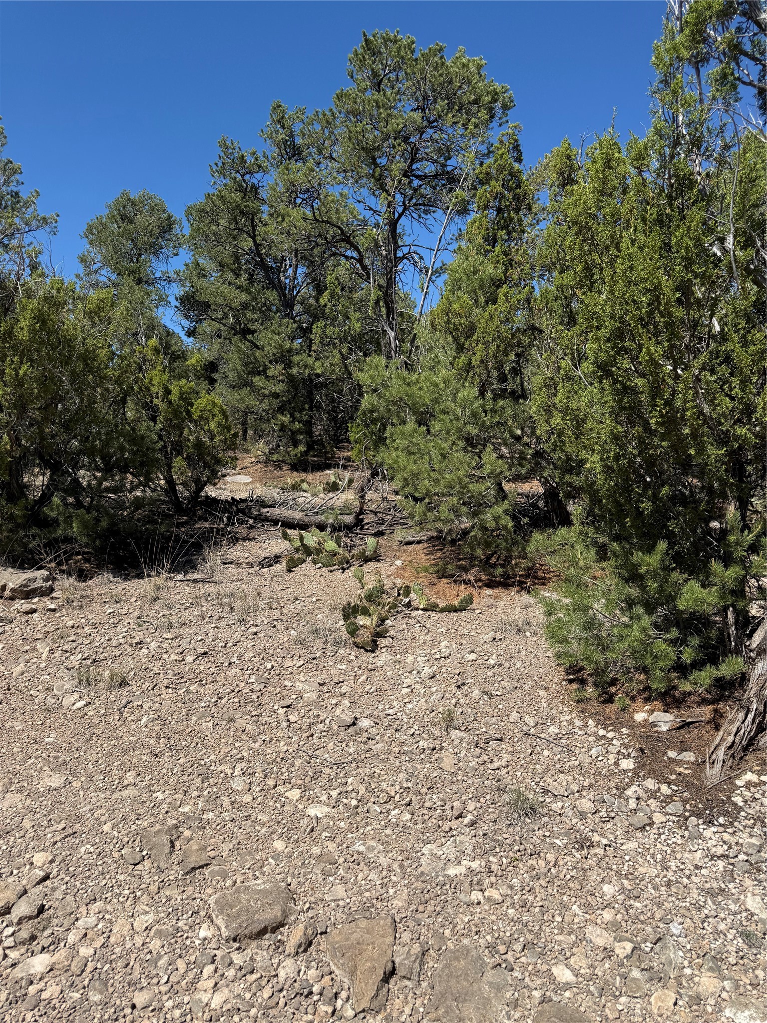 174 Hidden Valley Ranch Road Ilfeld, NM 87538 - Photo 27 of 30