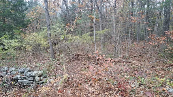 a view of a forest with trees