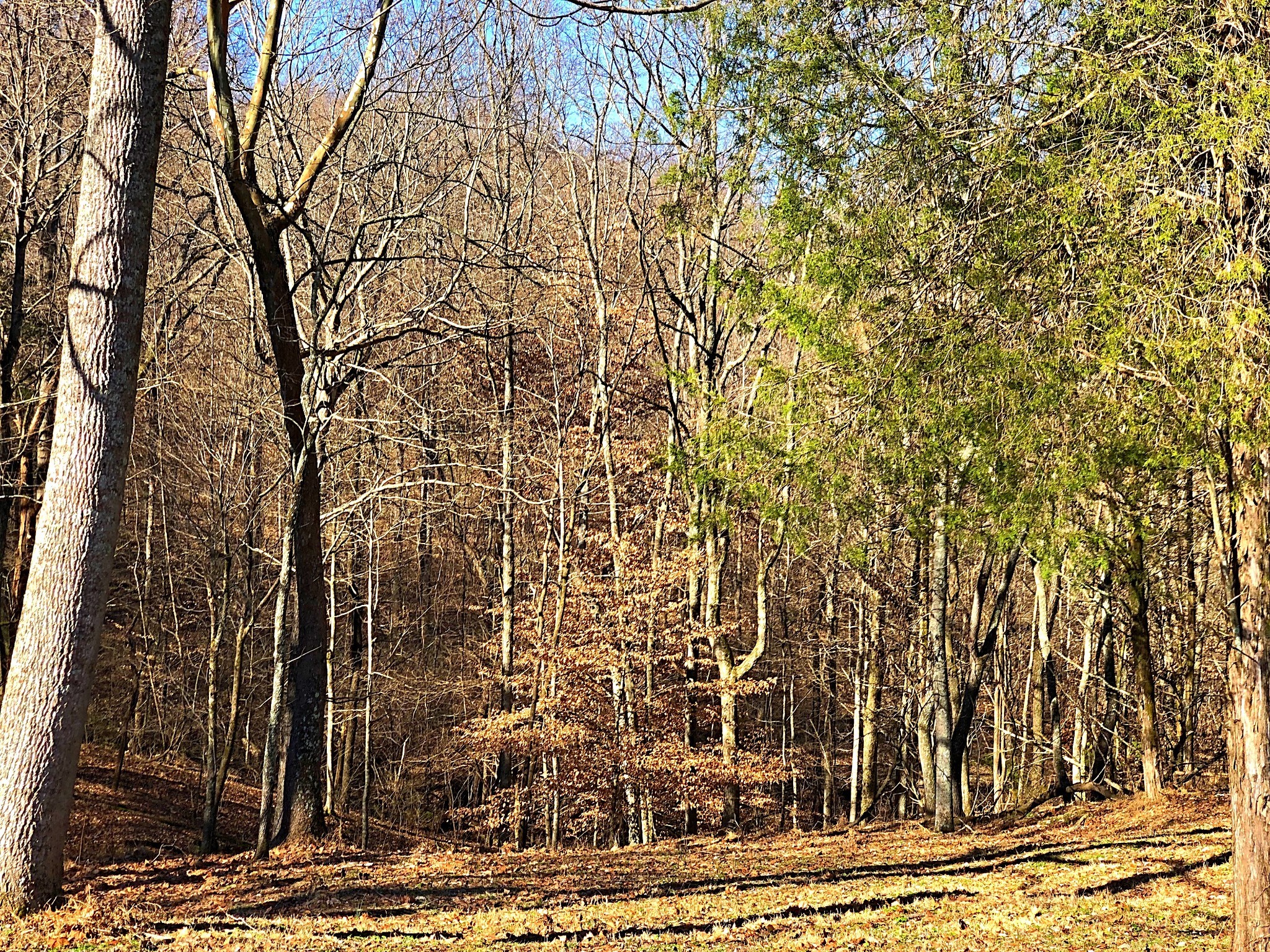 337 Vantrease Lane Gallatin, TN 37066 - Photo 44 of 48